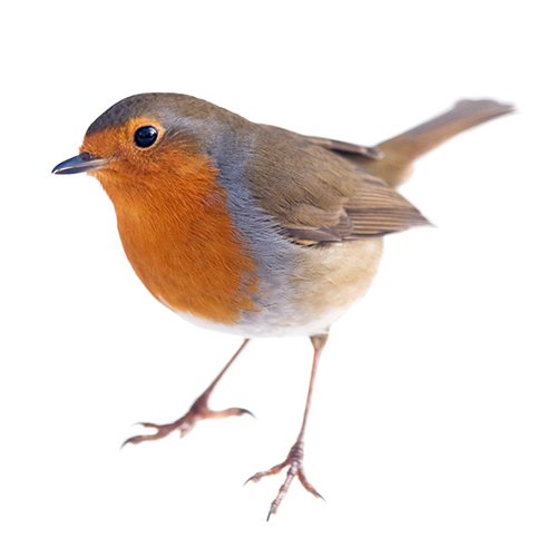 A robin - Hine Chartered Insurance Brokers