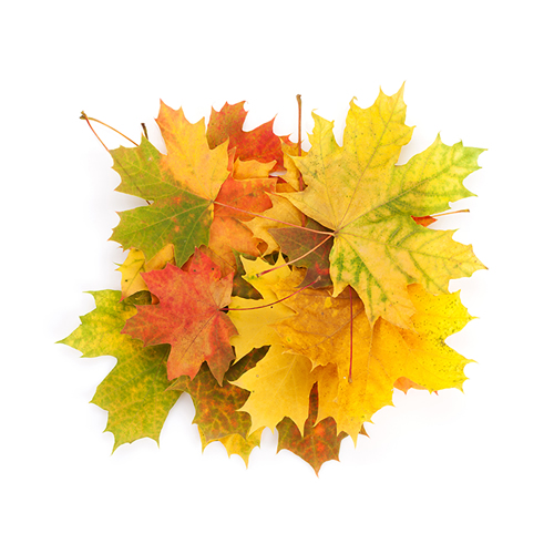 Autumn leaves - Hine Chartered Insurance Brokers