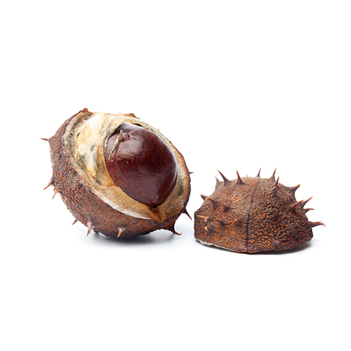 A chestnut - Hine Chartered Insurance Brokers